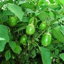 Eggplant Seeds for Planting, Green Mix, 100 pcs
